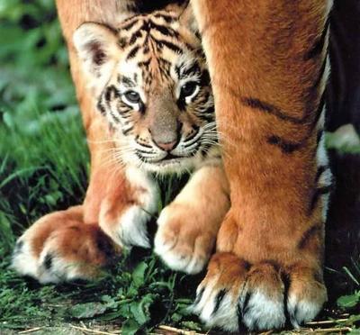 Petit tigre